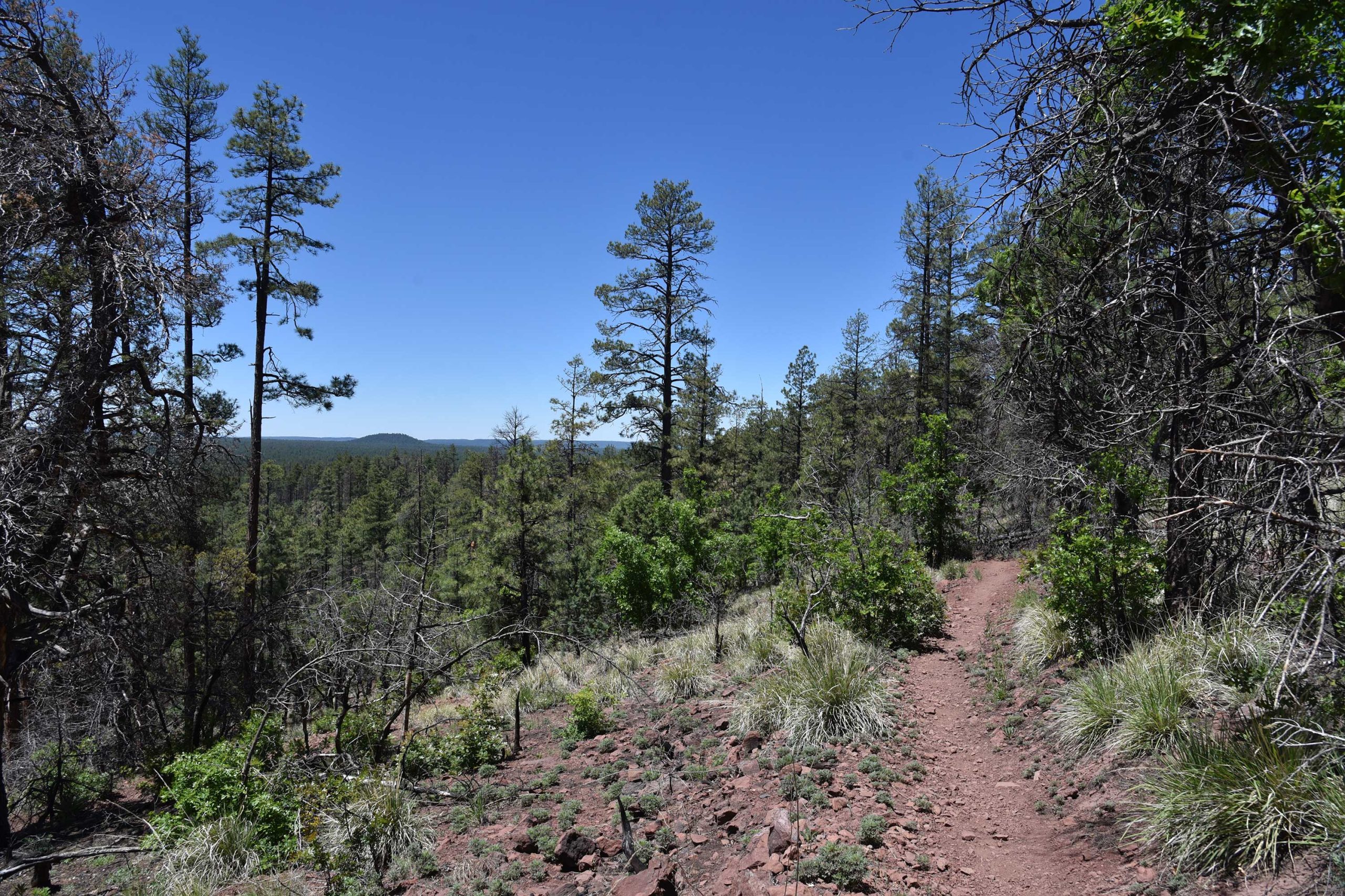 Winding trail through sun-dappled pine forest